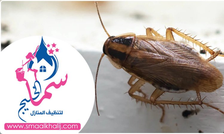 شركة مكافحة الرمة في القوز