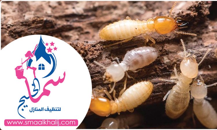 شركة مكافحة الرمة في القوز