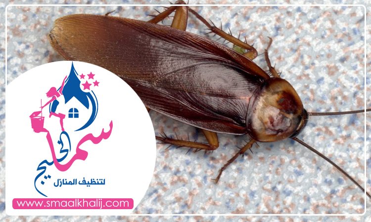 شركة مكافحة الرمة في عود المطينة