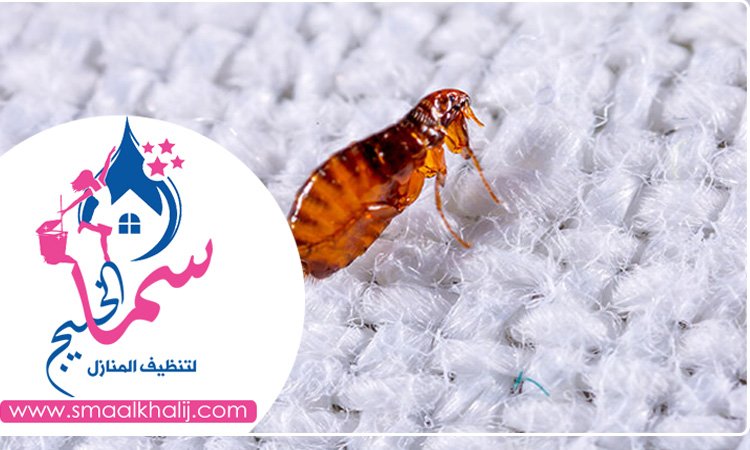 شركة مكافحة الرمة في مردف
