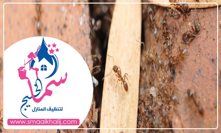 شركة مكافحة الرمة في العوير